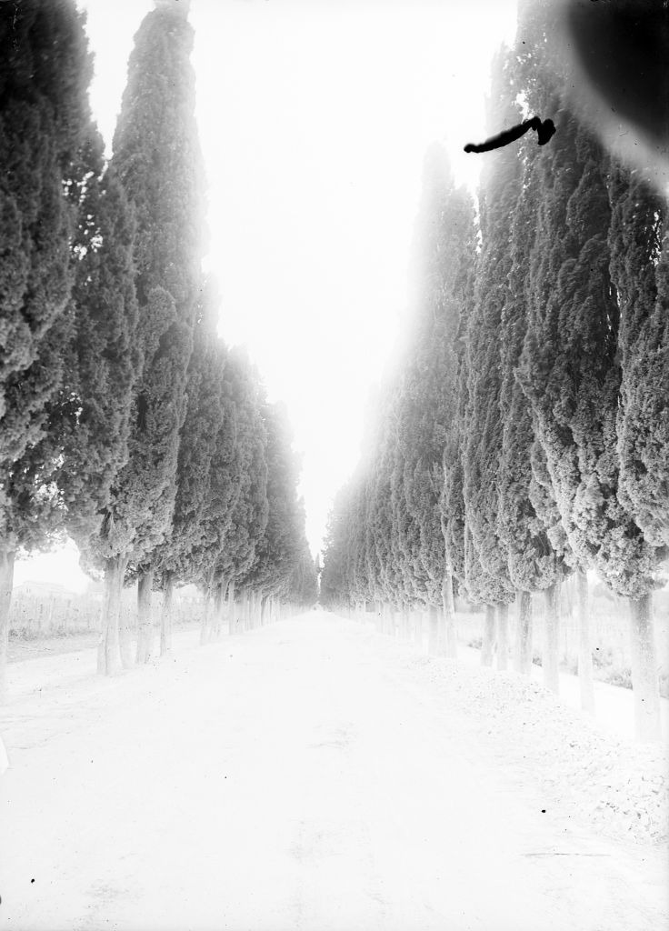 Migliarino - Tenuta Salviati - Vedute (negativo) di Pierini (XIX/ XX)