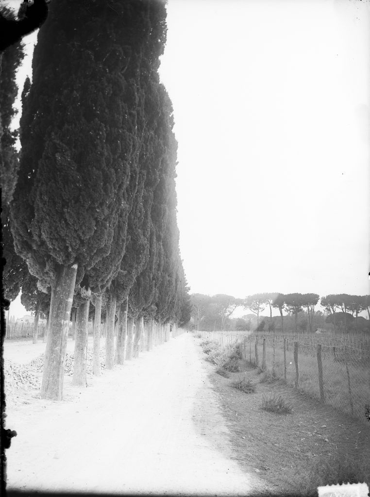 Migliarino - Tenuta Salviati - Vedute (negativo) di Pierini (XIX/ XX)