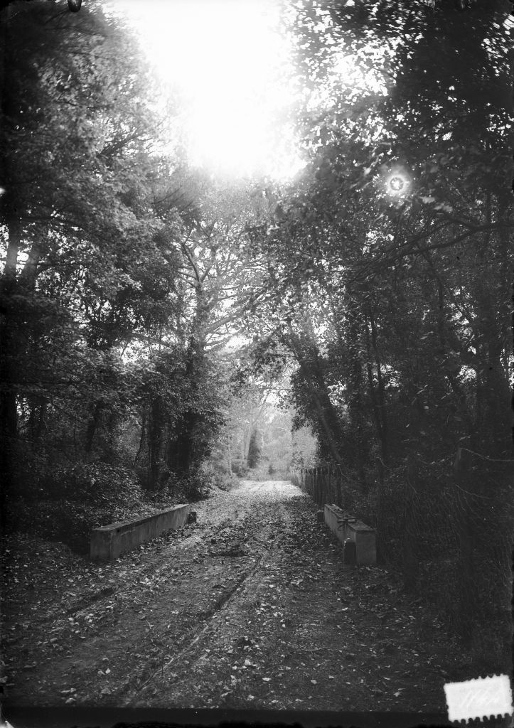 Migliarino - Tenuta Salviati - Vedute (negativo) di Pierini (XIX/ XX)