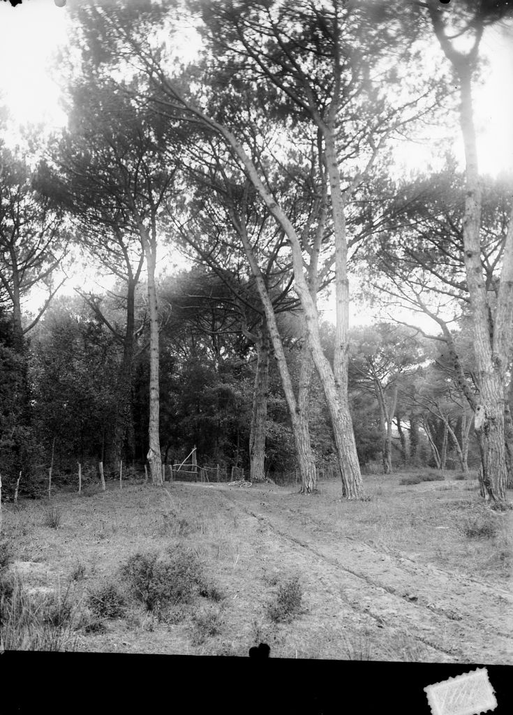 Migliarino - Tenuta Salviati - Vedute (negativo) di Pierini (XIX/ XX)