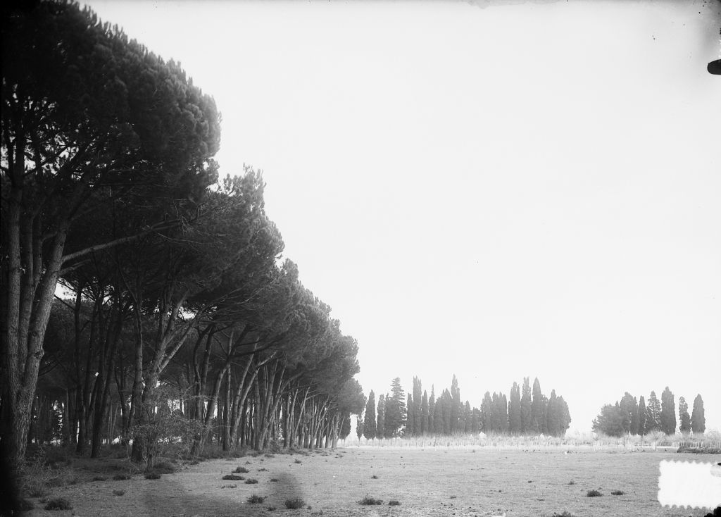 Migliarino - Tenuta Salviati - Vedute (negativo) di Pierini (XIX/ XX)