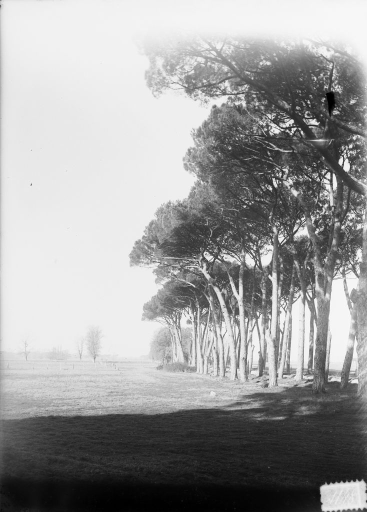 Migliarino - Tenuta Salviati - Vedute (negativo) di Pierini (XIX/ XX)