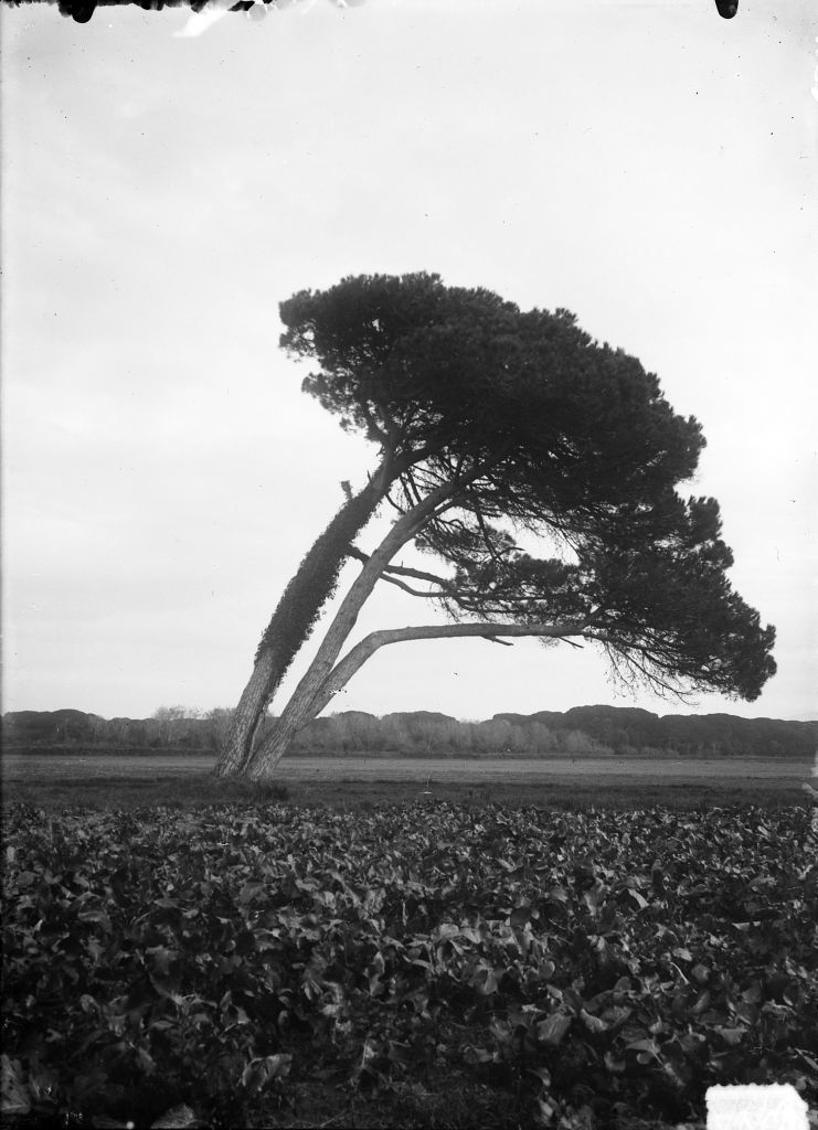 Migliarino - Tenuta Salviati - Vedute (negativo) di Pierini (XIX/ XX)