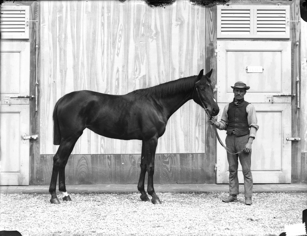 Cavalli da corsa (negativo) di Anonimo (XIX/ XX)