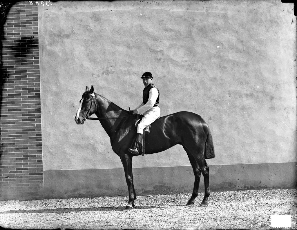 Cavalli da corsa (negativo) di Anonimo (XIX/ XX)