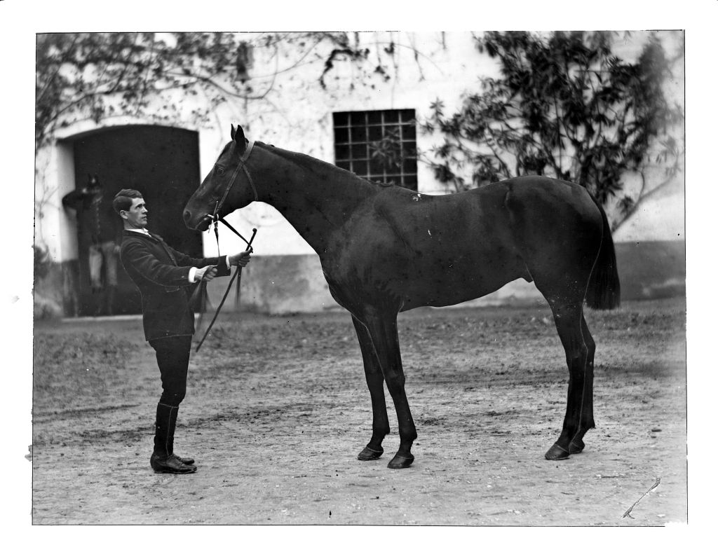 Cavalli da corsa (negativo) di Anonimo (XIX/ XX)