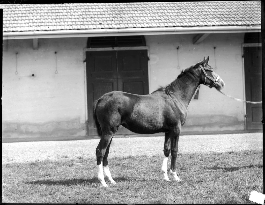 Cavalli da corsa (negativo) di Anonimo (XIX/ XX)