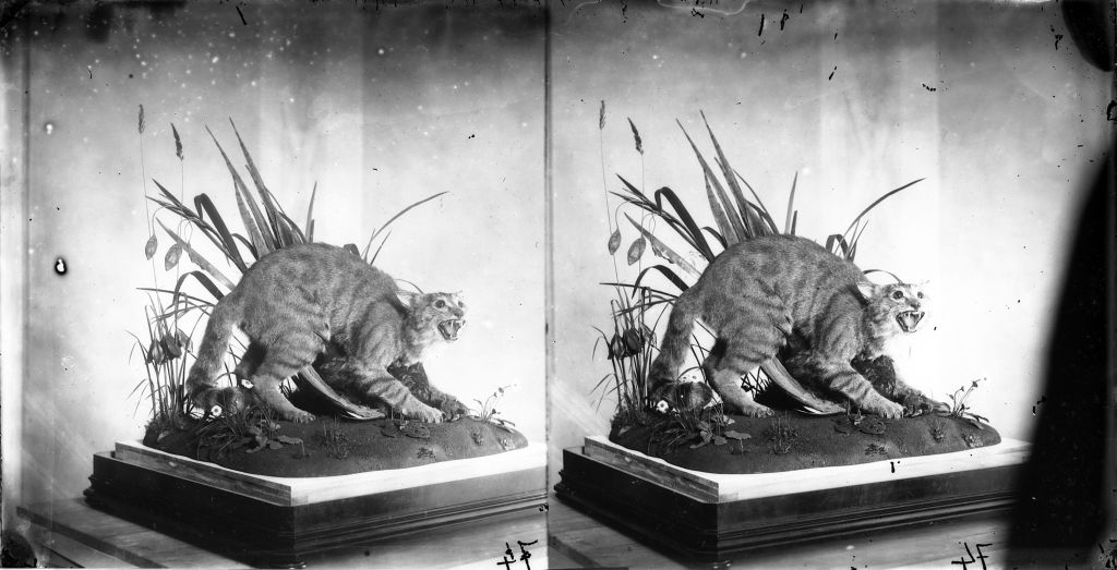 Gatti (negativo) di Anonimo (XIX/ XX)