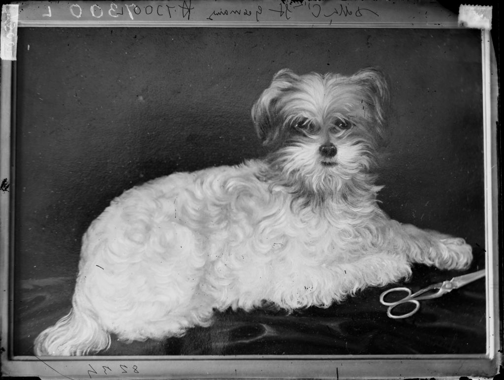 Cani (negativo) di Anonimo (XIX/ XX)