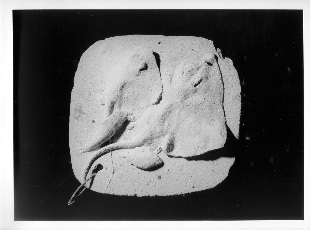 motivo decorativo zoomorfo (rilievo, opera isolata) - bottega italiana (metà sec. XX)