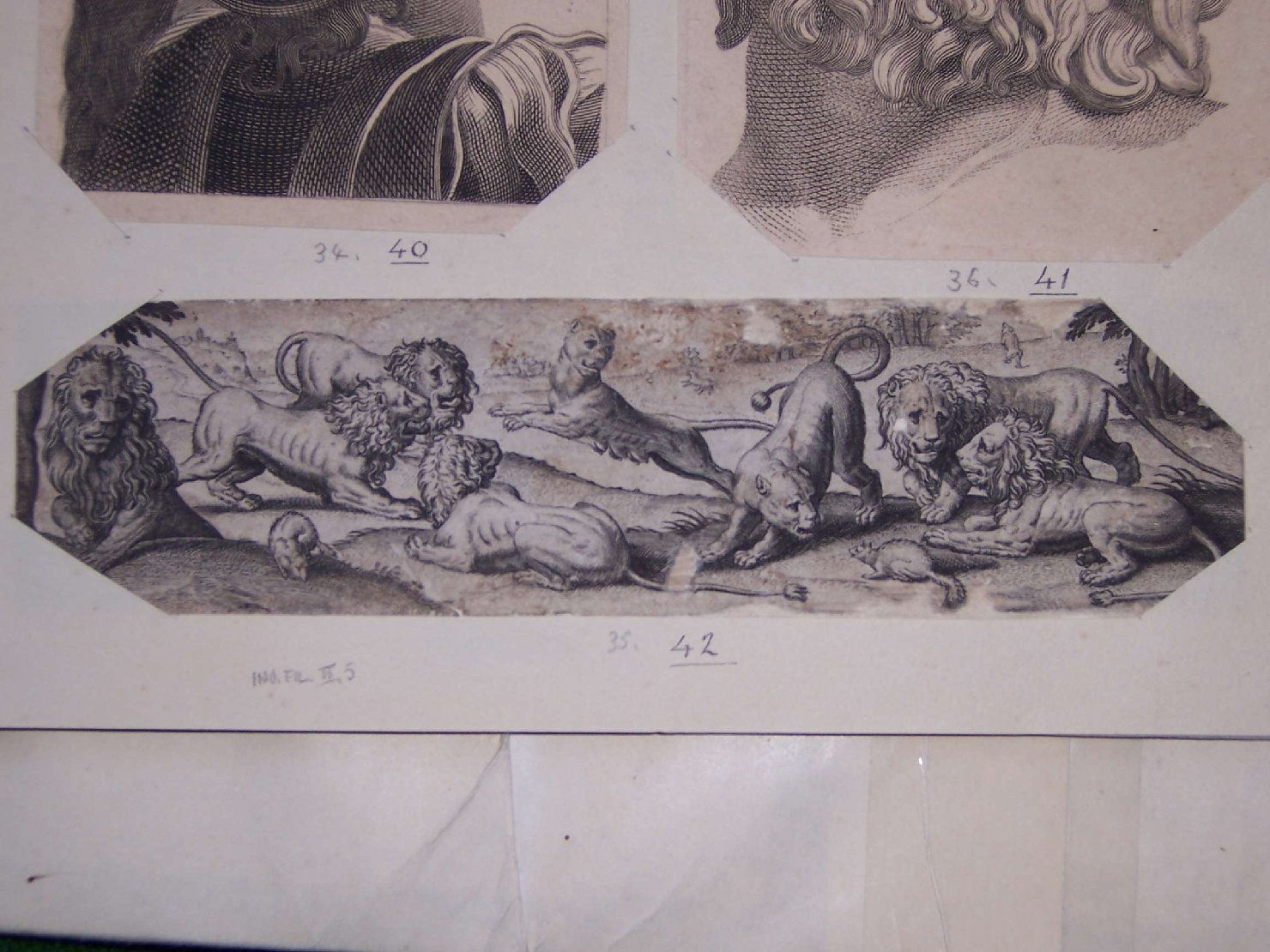 animali (stampa) - ambito europeo (sec. XVII)