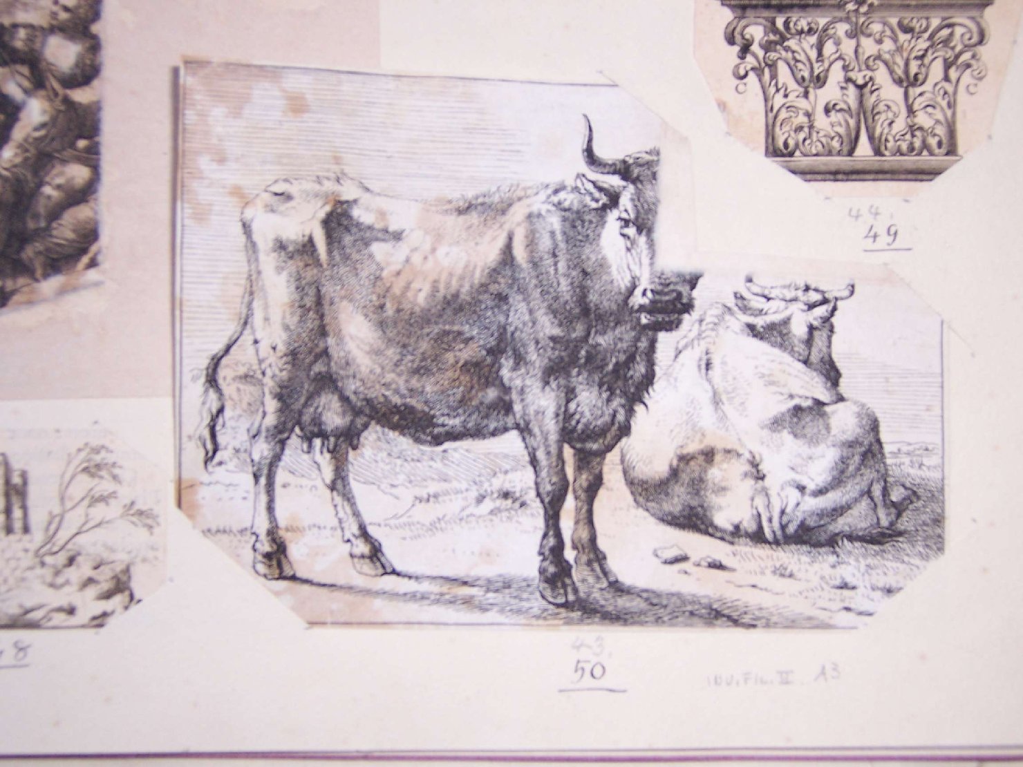 animali (stampa, frammento) - ambito europeo (sec. XVIII)