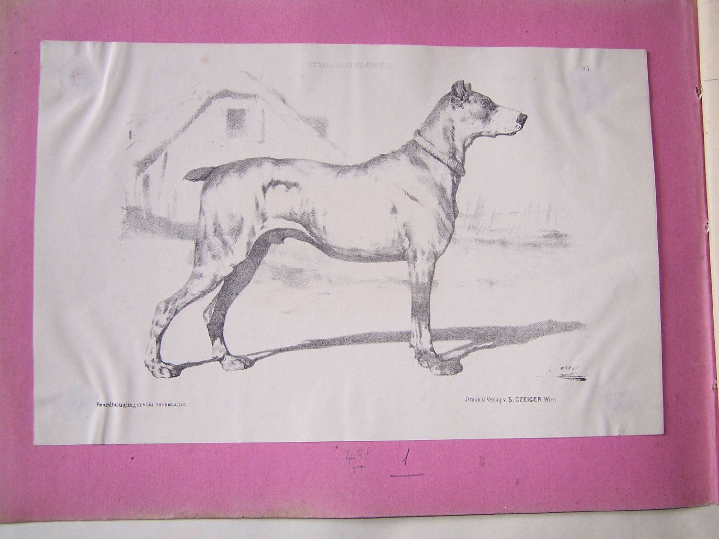 cane (stampa) - ambito europeo (sec. XIX)