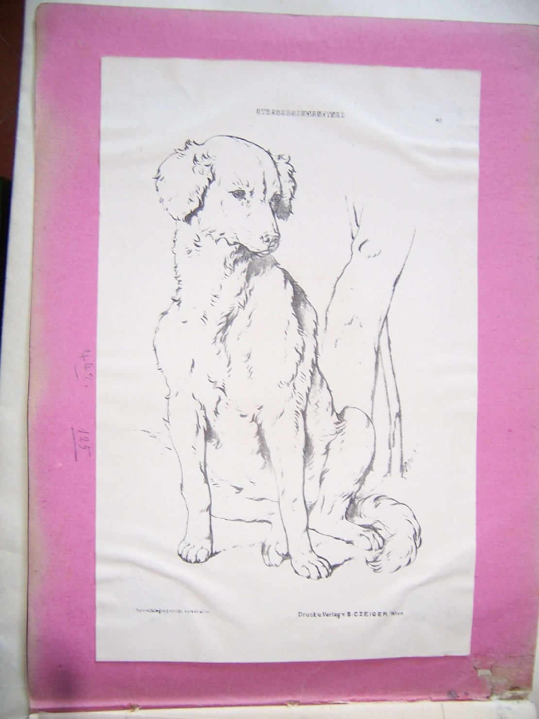 cane (stampa) - ambito europeo (sec. XIX)