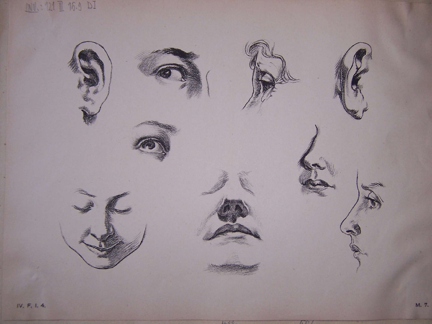 studi anatomici (stampa) - ambito europeo (sec. XIX)