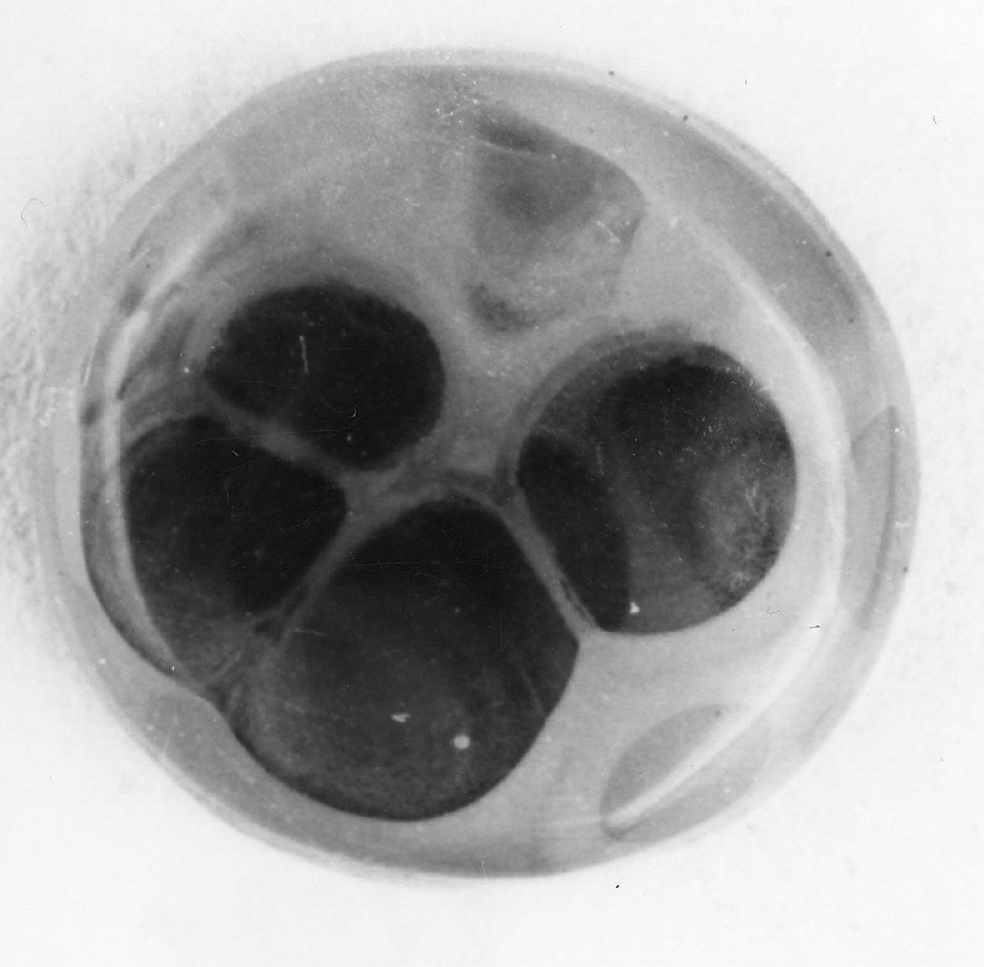 gemma, opera isolata - bottega italiana (sec. XX)