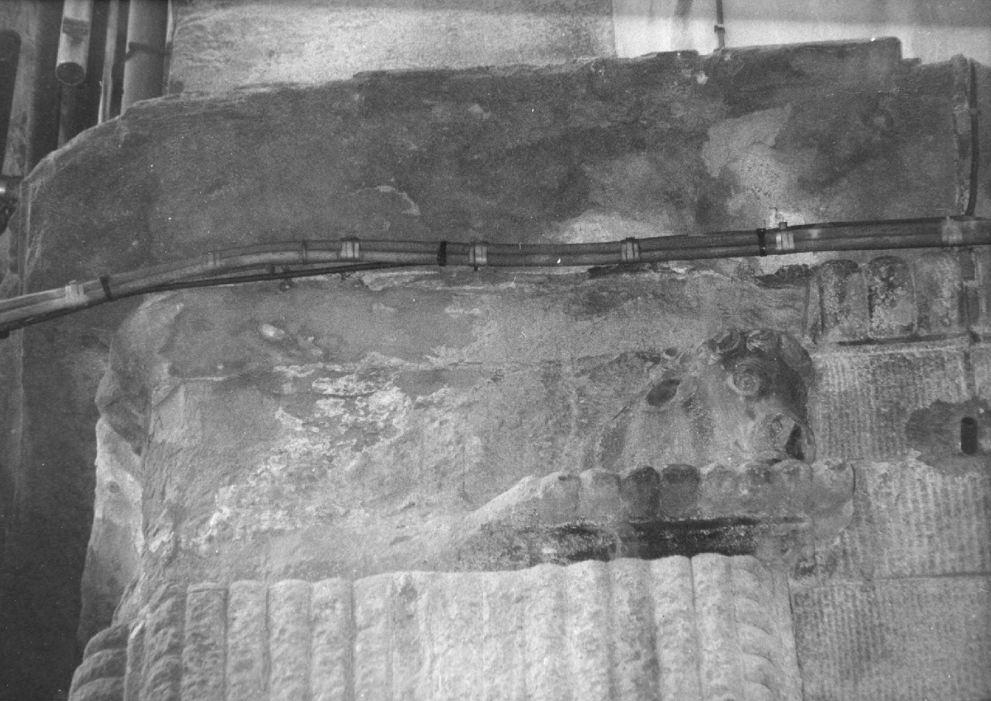 bue (rilievo) - bottega cortonese (prima metà sec. XVI)