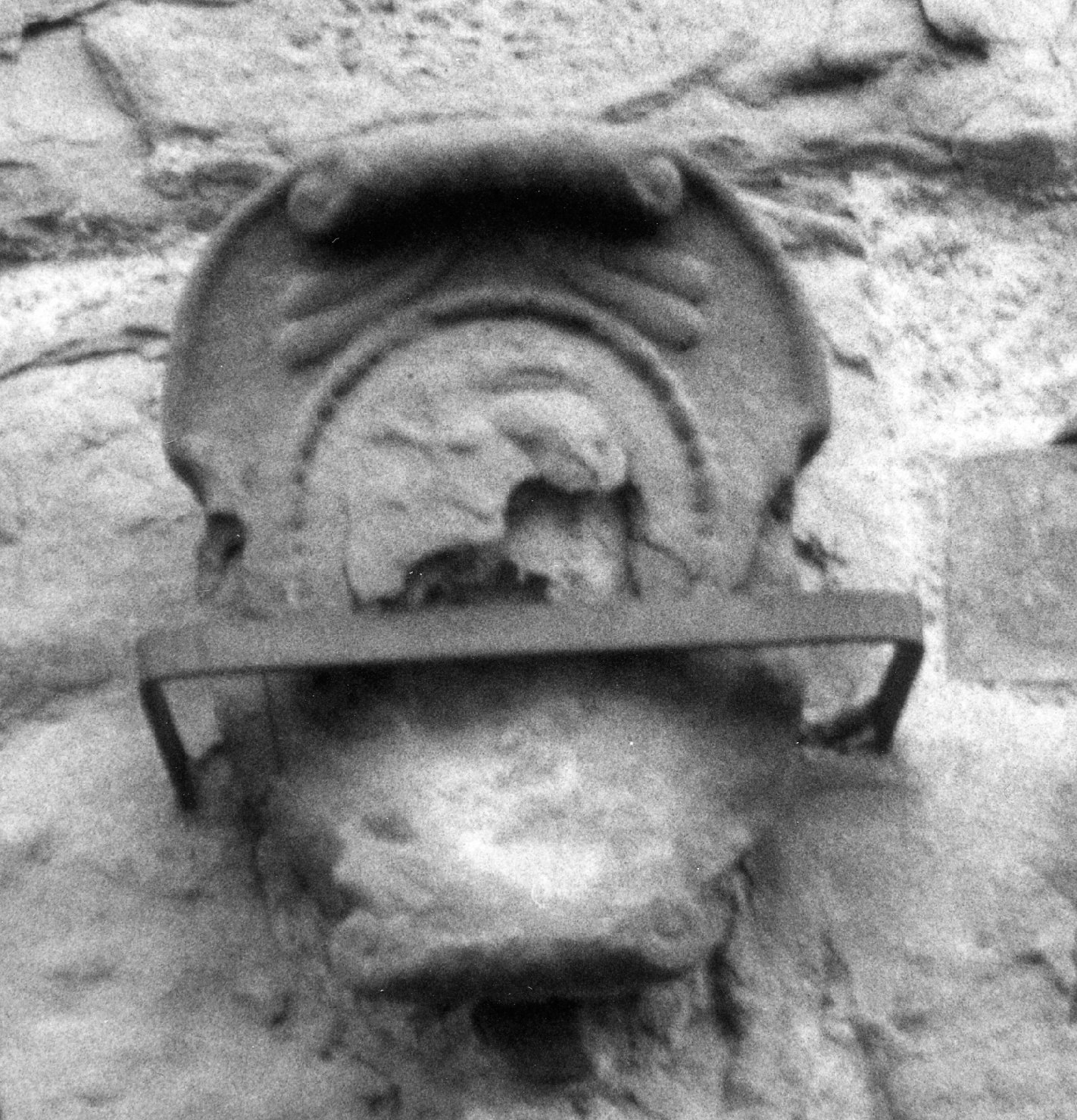 stemma (rilievo, opera isolata) - bottega toscana (fine/inizio secc. XVI/ XVII)