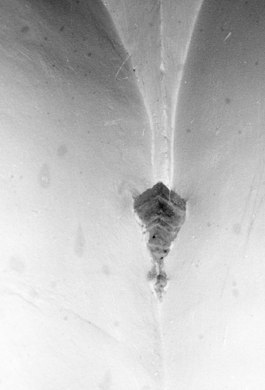 peduccio - angolare, serie - bottega toscana (inizio sec. XVII)