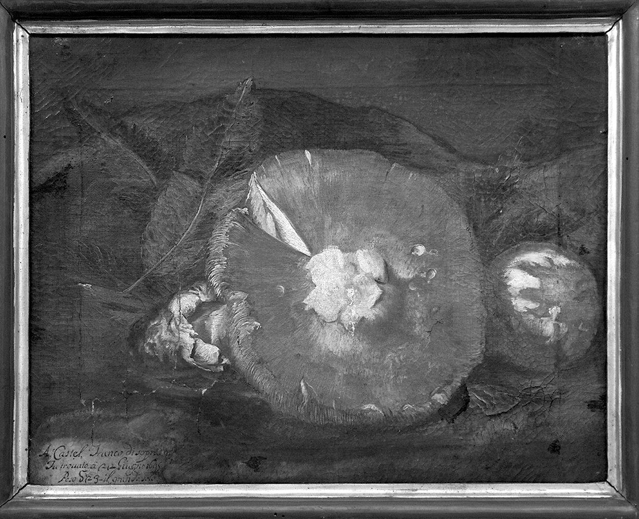 natura morta di verdura (dipinto) di Bimbi Bartolomeo (sec. XVII)