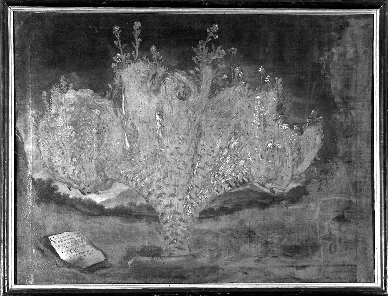 natura morta (dipinto) di Bimbi Bartolomeo (sec. XVIII)