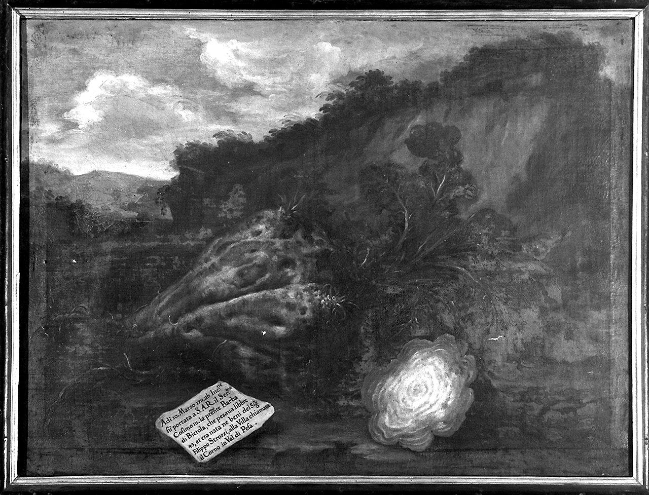 natura morta di verdura (dipinto) di Bimbi Bartolomeo (sec. XVIII)