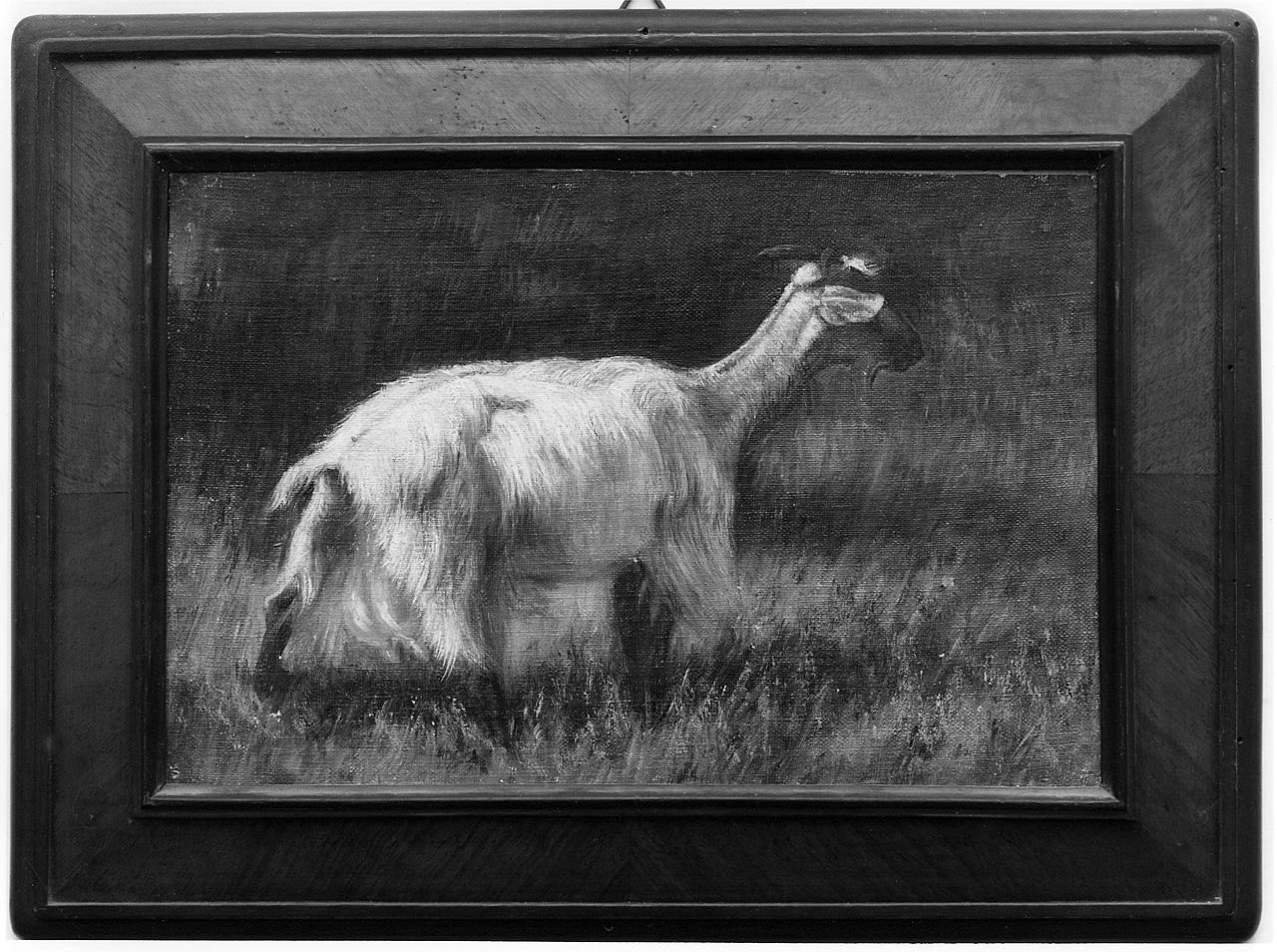 capra (dipinto) - ambito napoletano (seconda metà sec. XIX)