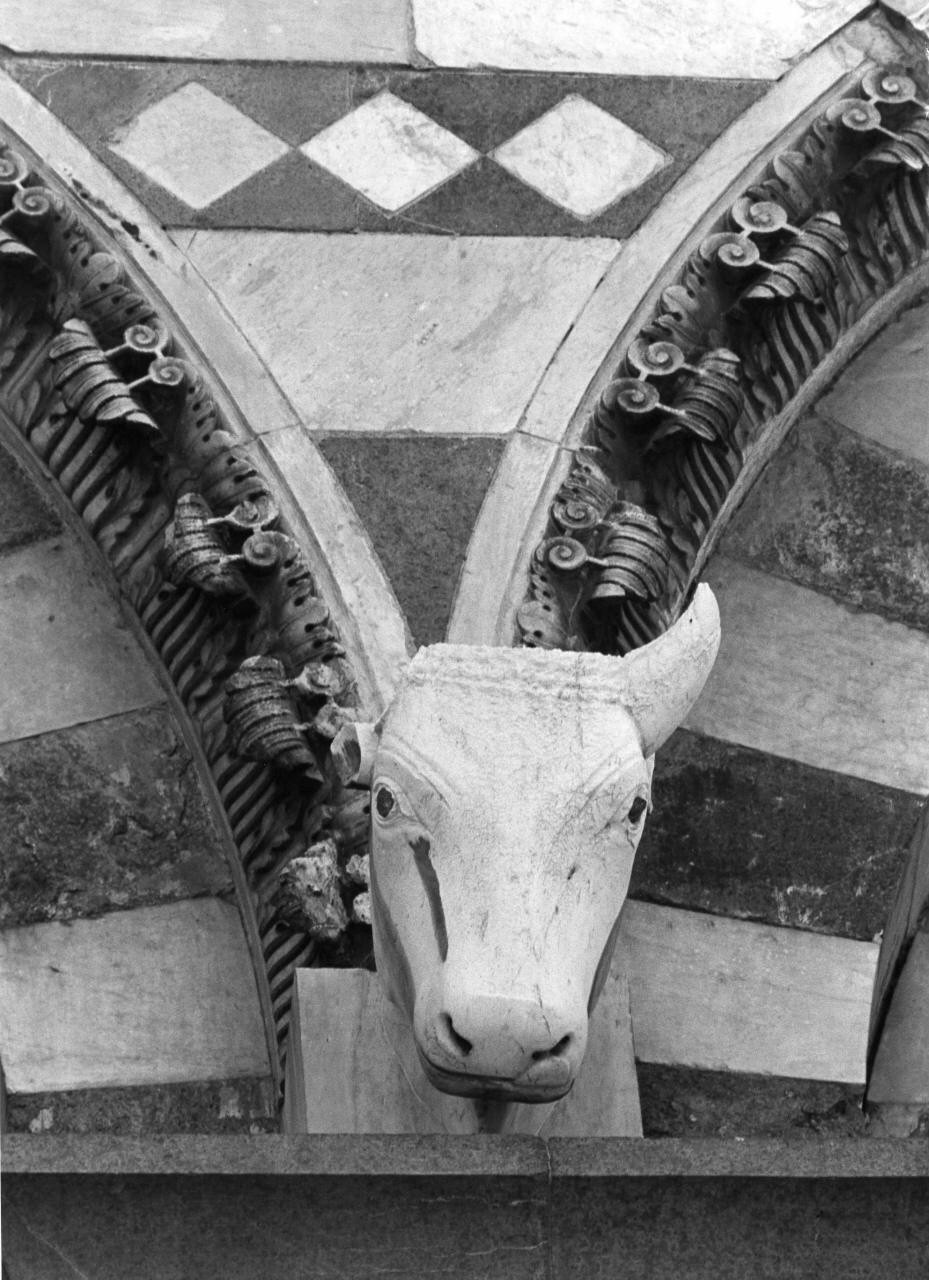 testa di toro (scultura) di Bigarelli Guido detto Guido da Como (bottega) (sec. XIII)