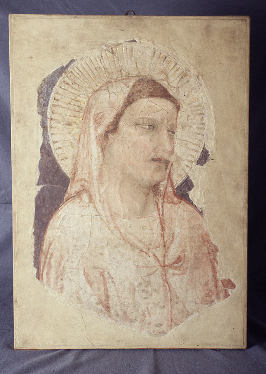testa di Santa (dipinto, frammento) di Maso di Banco (cerchia) (prima metà sec. XIV)