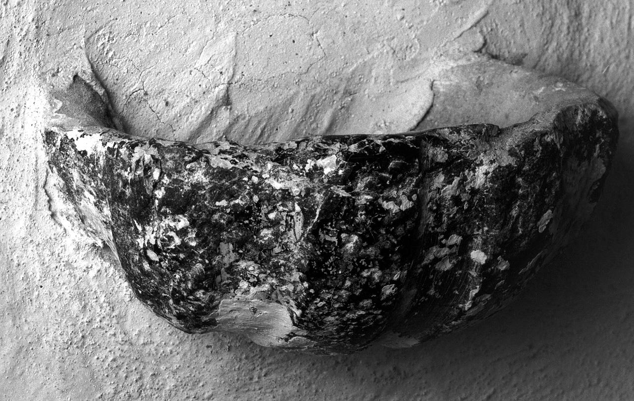 acquasantiera da parete - bottega toscana (sec. XV)