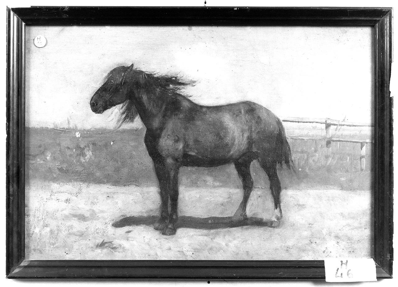 cavallo (dipinto) - ambito romano (seconda metà sec. XIX)