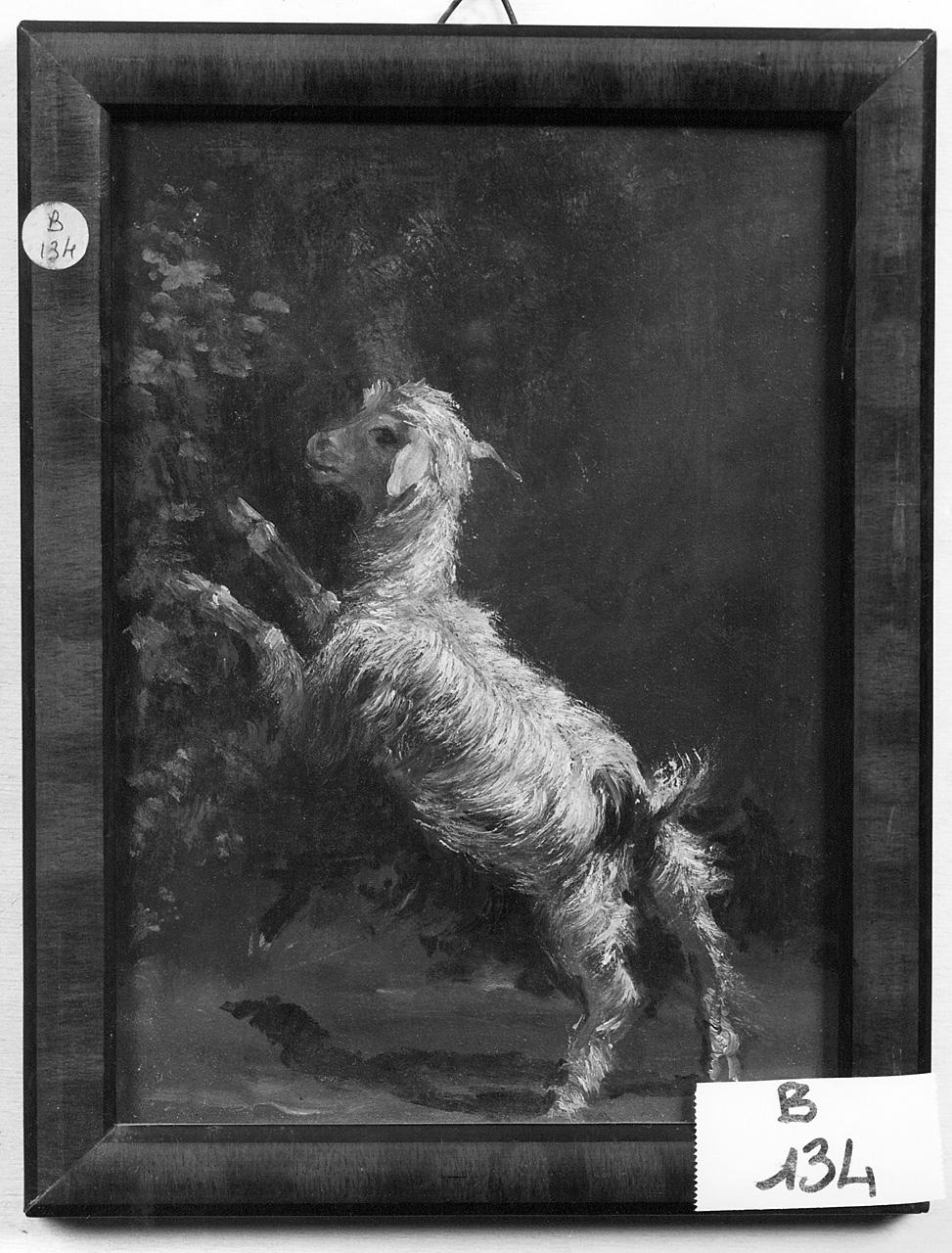 capra (dipinto) - ambito romano (seconda metà sec. XIX)