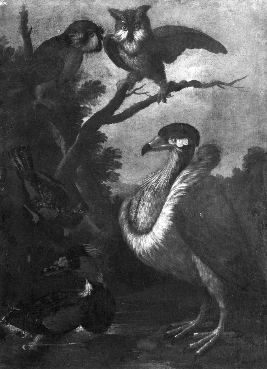 avvoltoio e due gufi (dipinto) di Bimbi Bartolomeo (sec. XVIII)