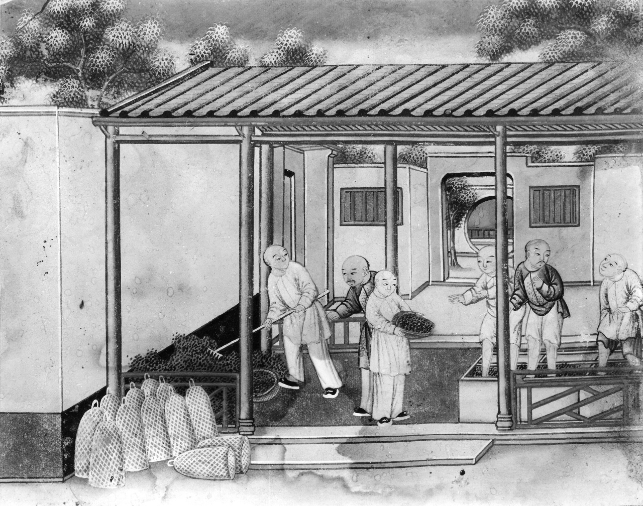 lavorazione del tè (dipinto) - ambito cinese (sec. XVIII)