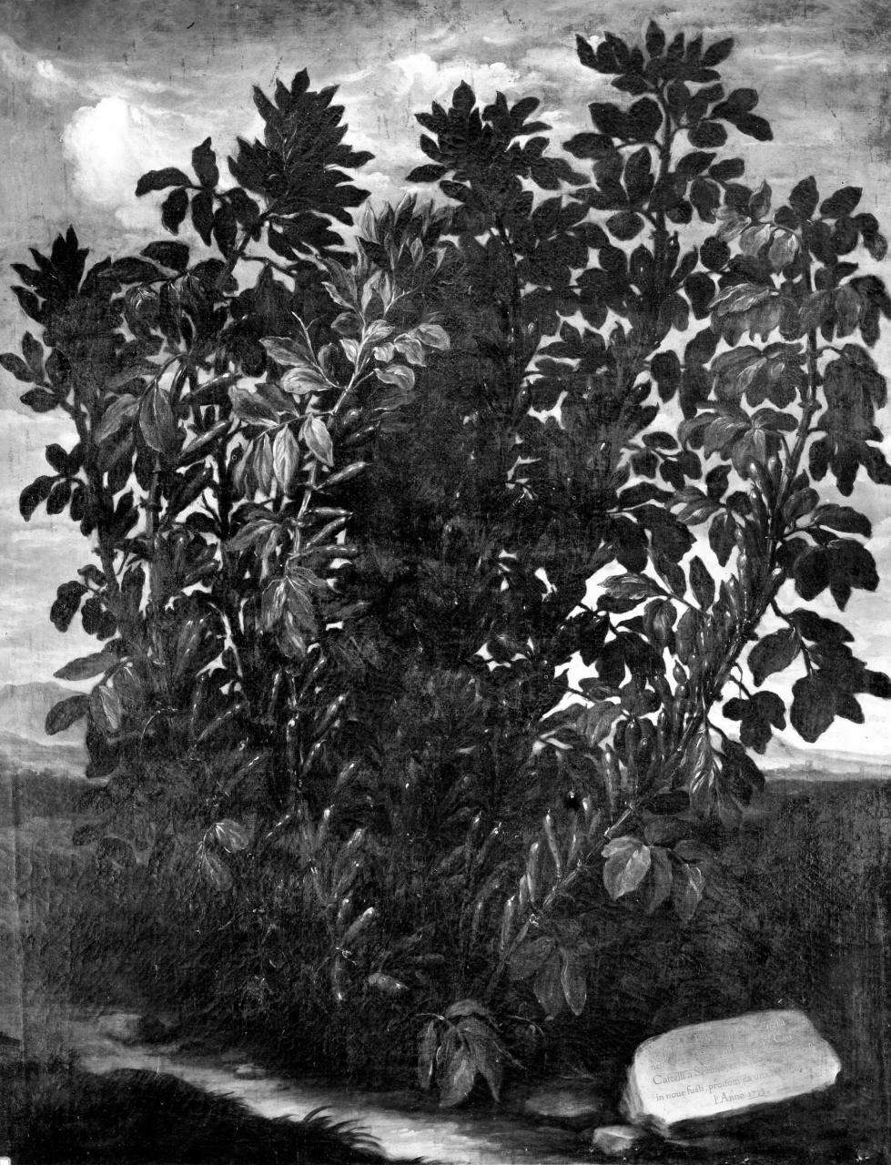 natura morta (dipinto) di Bimbi Bartolomeo (primo quarto sec. XVIII)