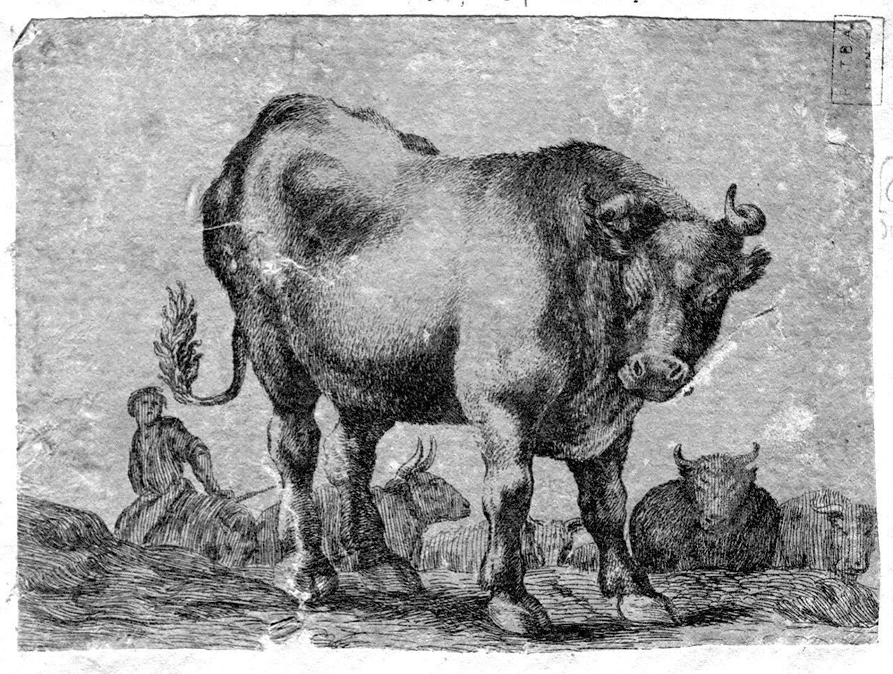 bufali (stampa smarginata) di Della Bella Stefano (sec. XVII)
