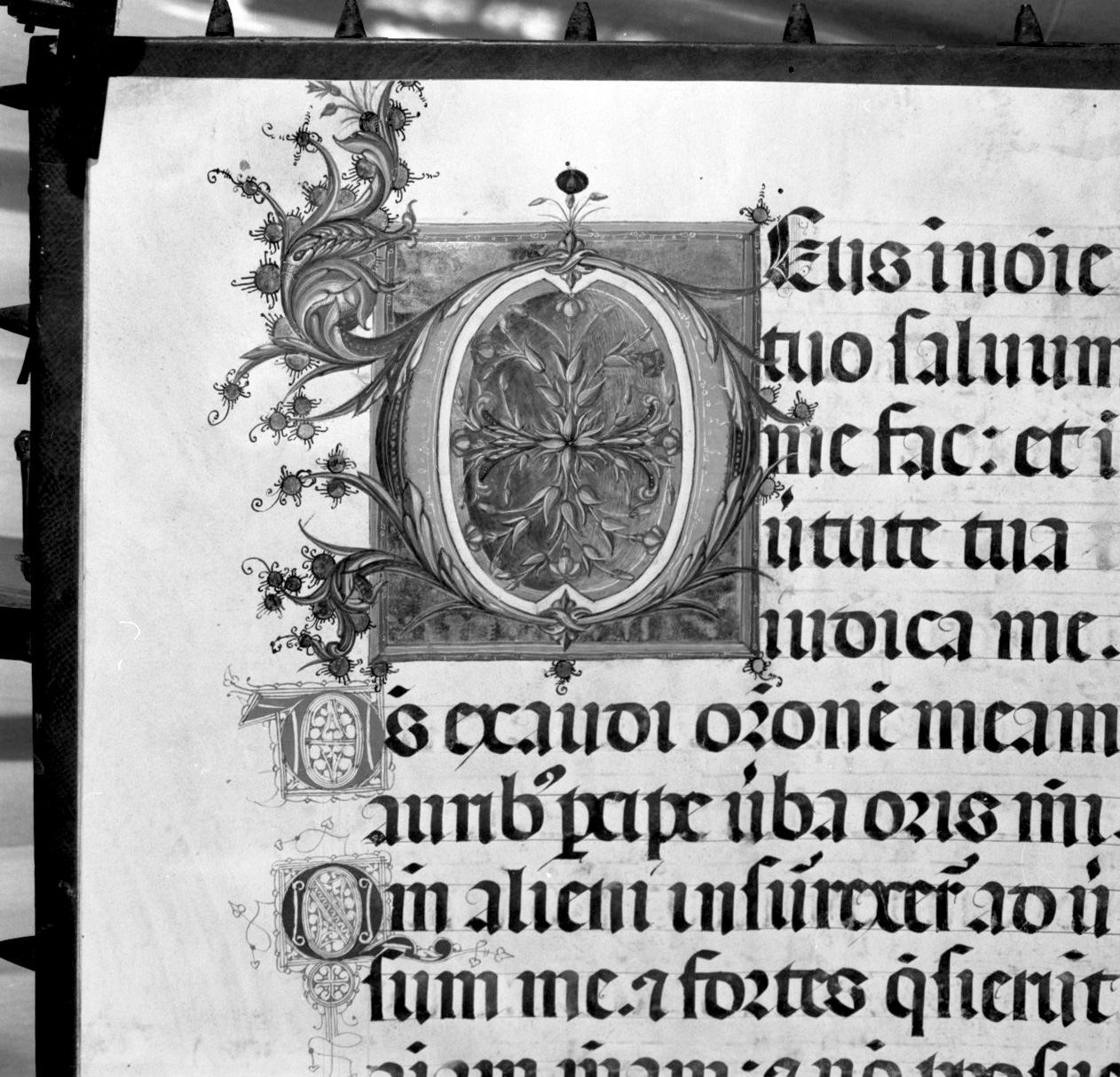 lettera vegetalizzata (miniatura, elemento d'insieme) - ambito senese, ambito senese (sec. XV, sec. XV)