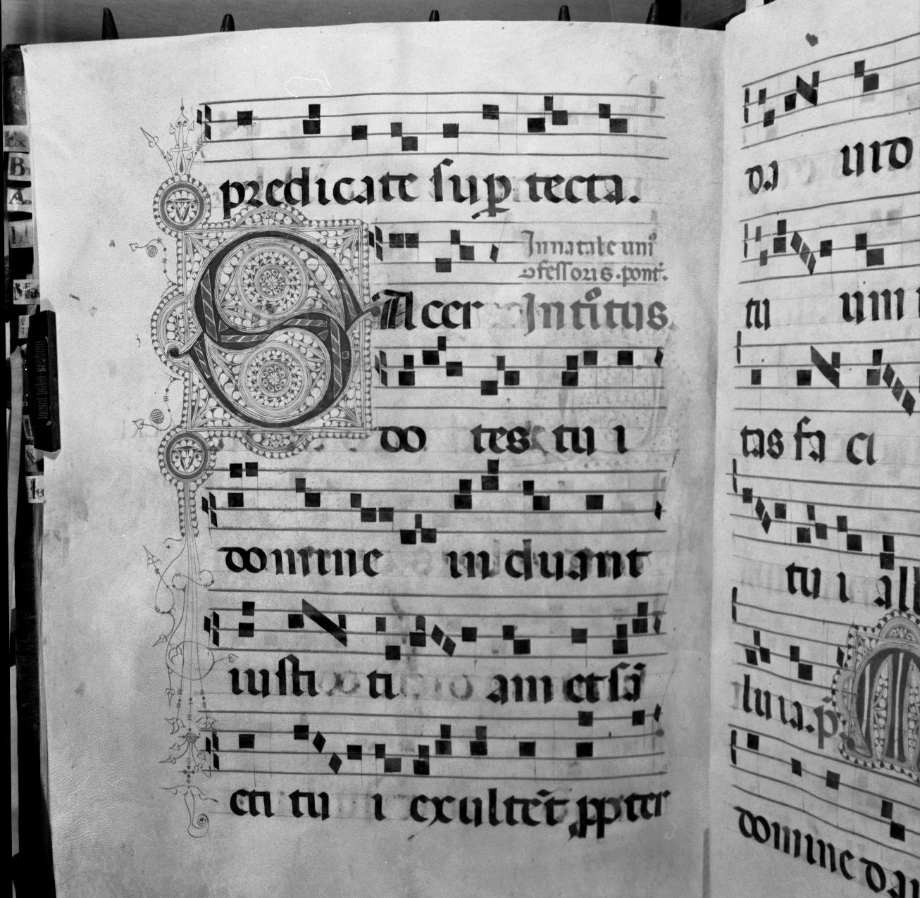 lettera vegetalizzata (miniatura, elemento d'insieme) - ambito senese (sec. XV)