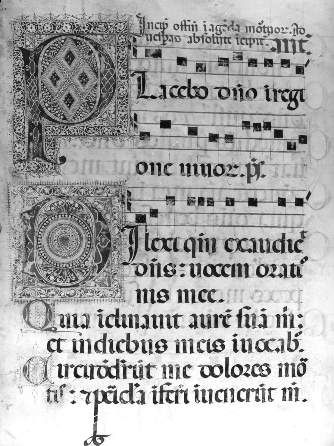 lettera vegetalizzata (miniatura, elemento d'insieme) - ambito senese (sec. XV)