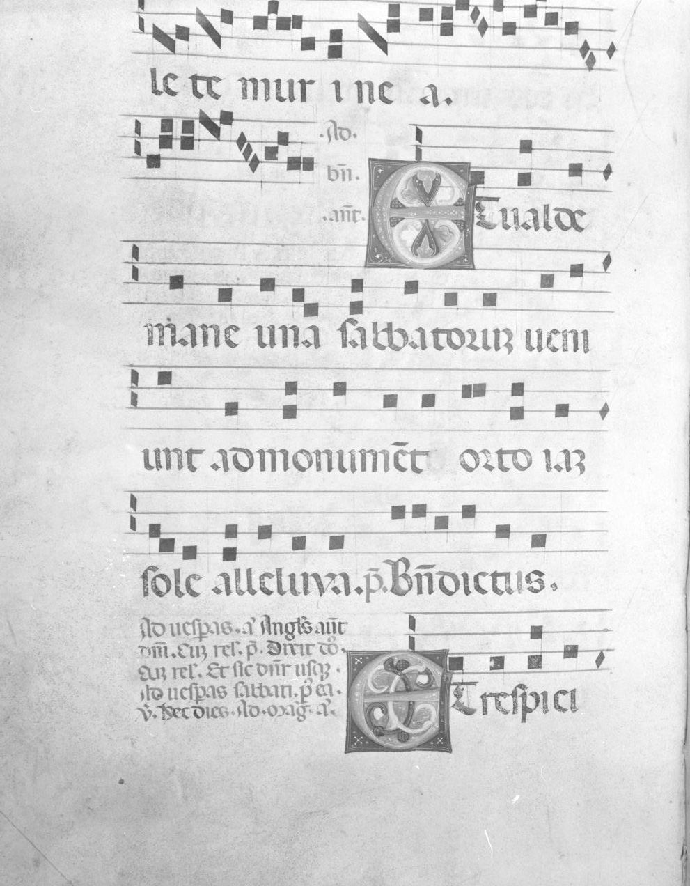 lettera vegetalizzata (miniatura, serie) - ambito italiano (seconda metà sec. XIV)