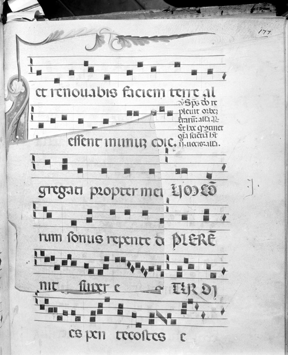 motivi decorativi vegetali stilizzati (miniatura) - ambito italiano (seconda metà sec. XIV)