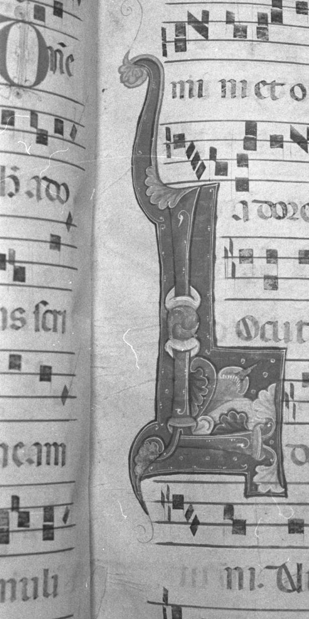 lettera vegetalizzata (miniatura, elemento d'insieme) - ambito toscano (secc. XIII/ XIV)