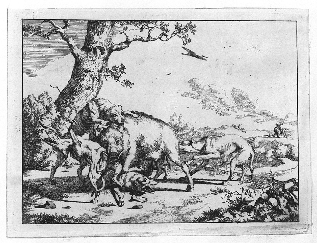 orso attaccato da cinque cani (stampa tagliata, elemento d'insieme) di Bye Marcus de, Potter Paulus (sec. XVII)