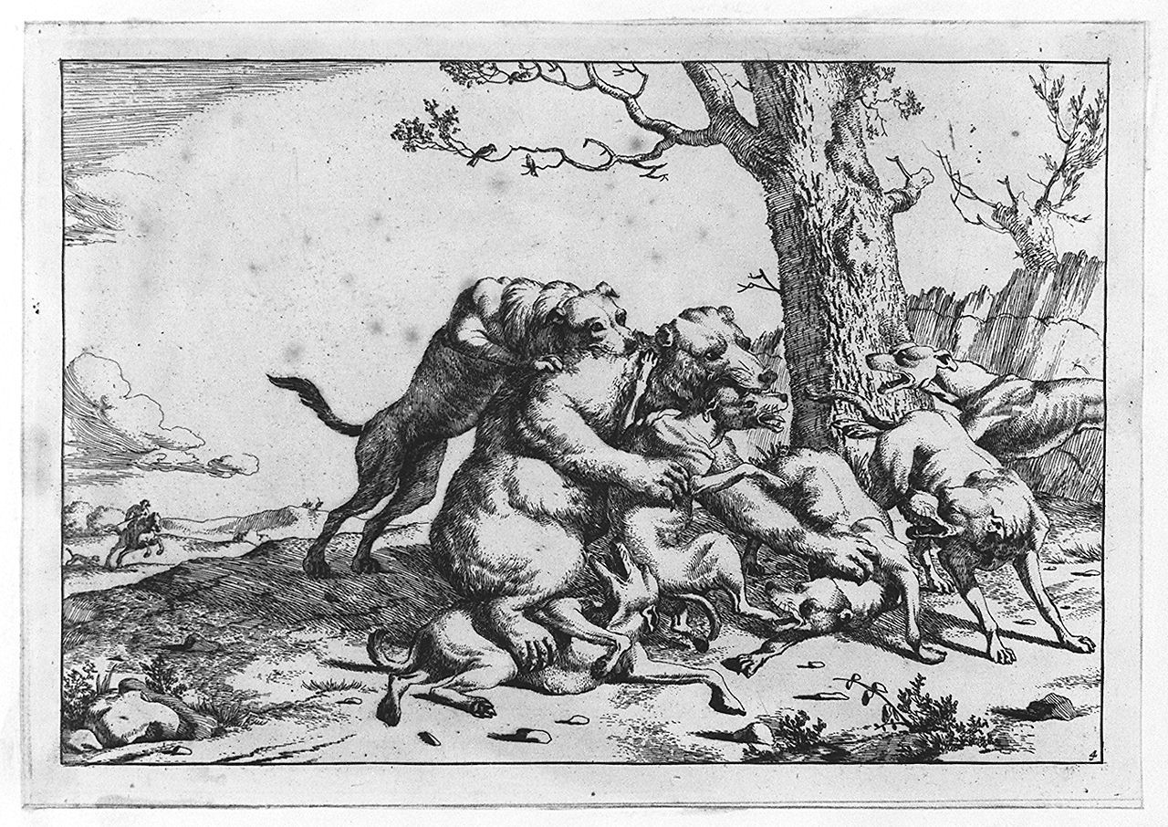cinghiale assalito da cinque cani (stampa tagliata, elemento d'insieme) di Bye Marcus de, Potter Paulus (sec. XVII)