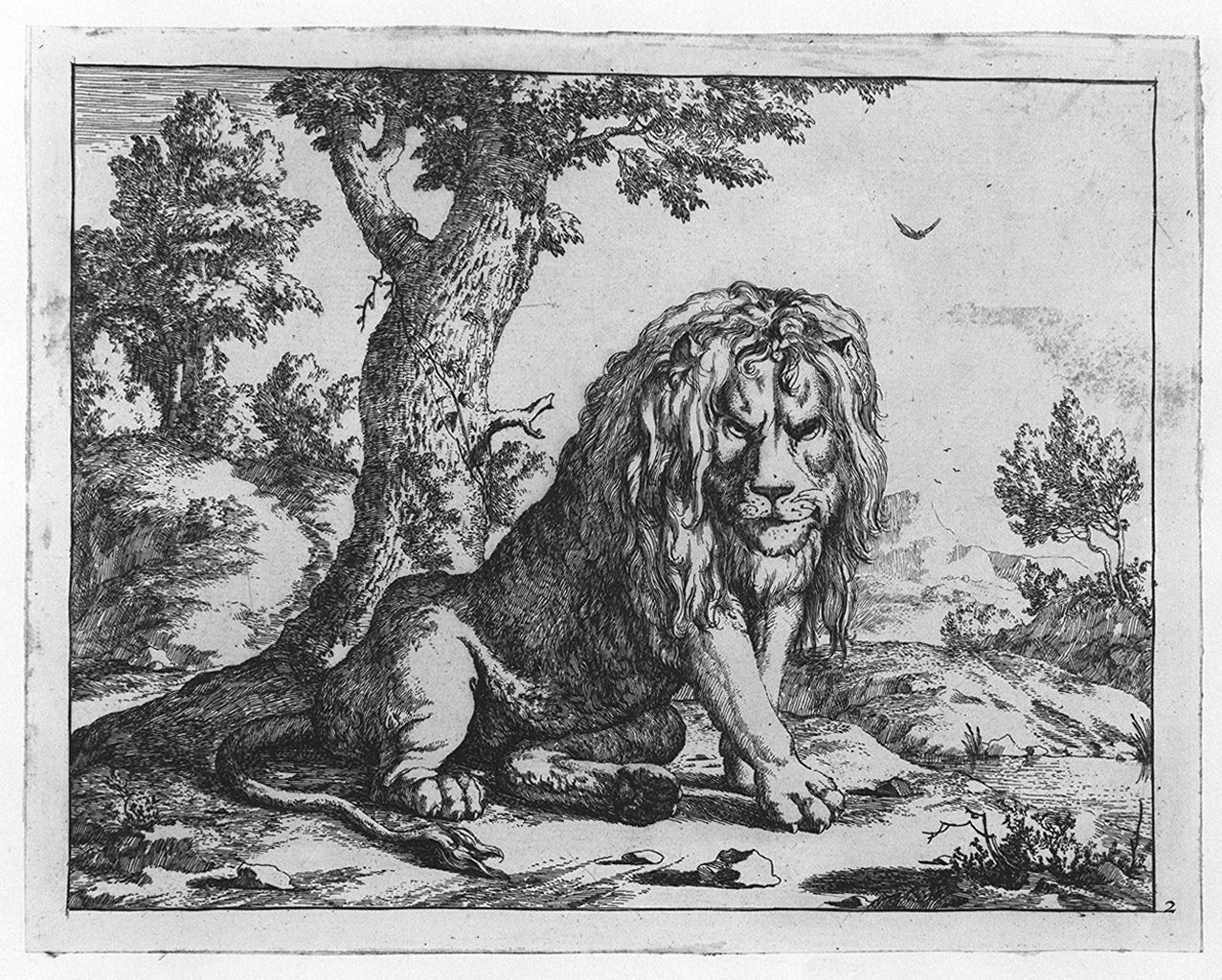 leone seduto (stampa smarginata, elemento d'insieme) di Bye Marcus de, Potter Paulus (sec. XVII)