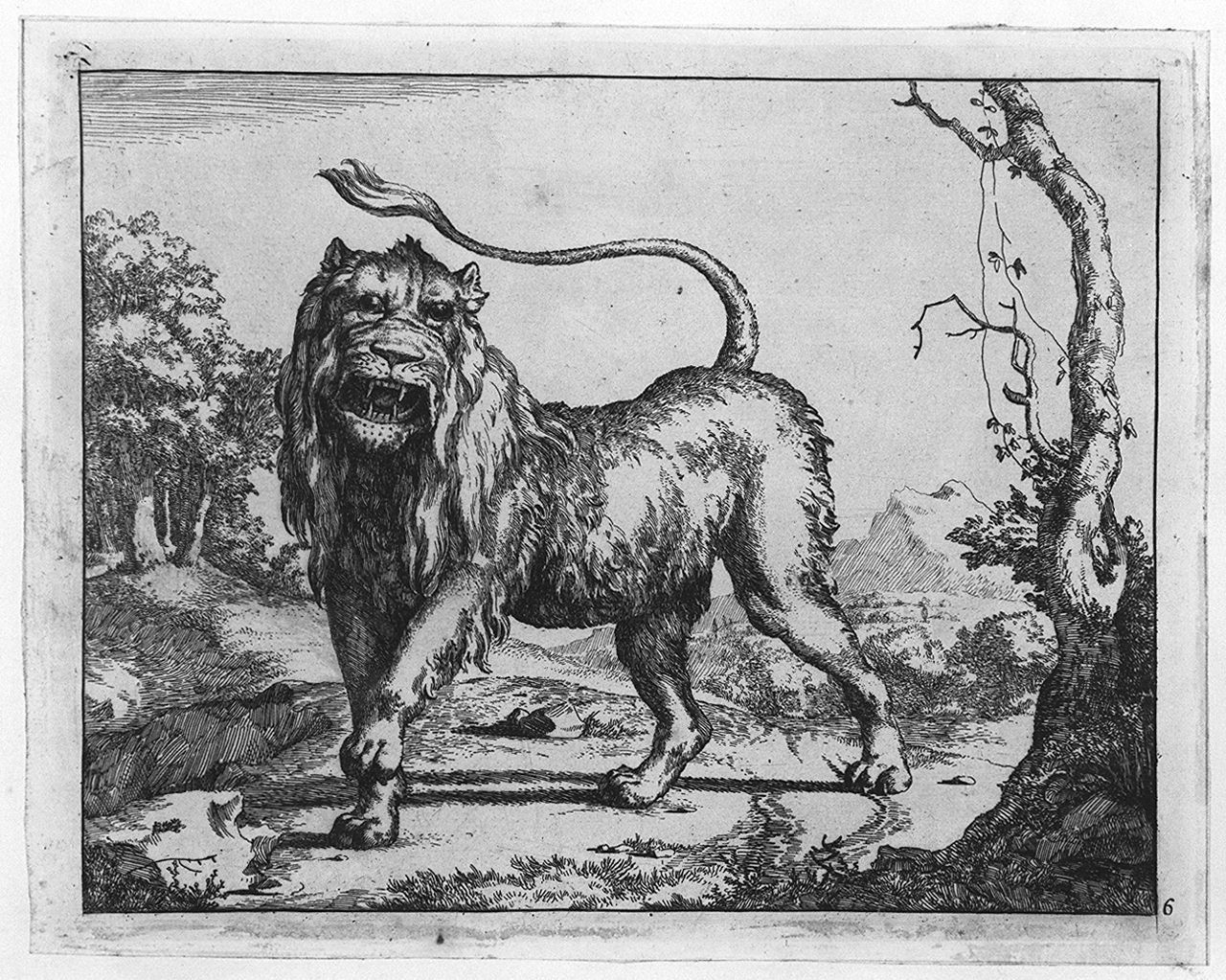 leone ruggente (stampa tagliata, elemento d'insieme) di Bye Marcus de, Potter Paulus (sec. XVII)
