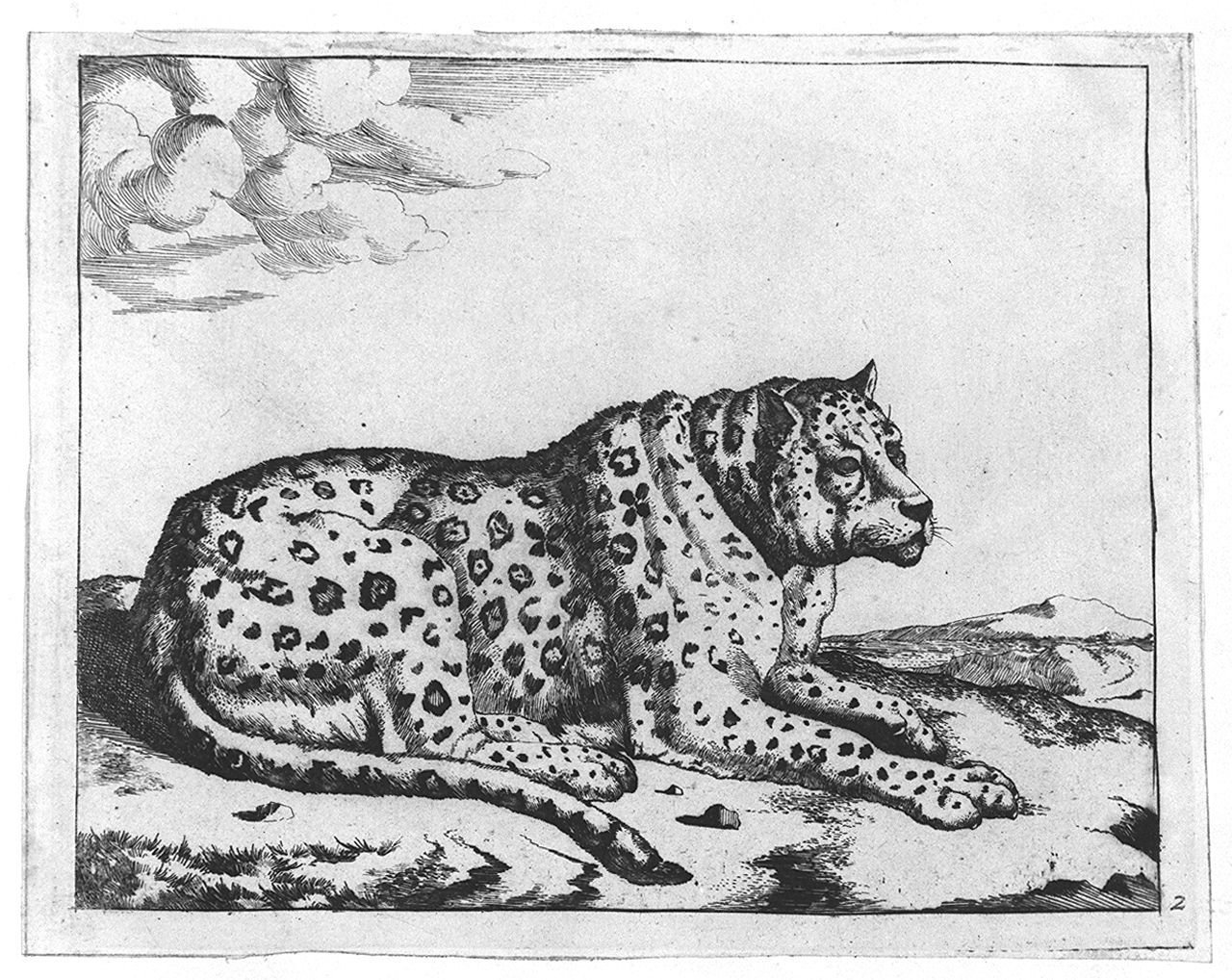 leopardo disteso (stampa smarginata, elemento d'insieme) di Bye Marcus de, Potter Paulus (sec. XVII, sec. XVII)