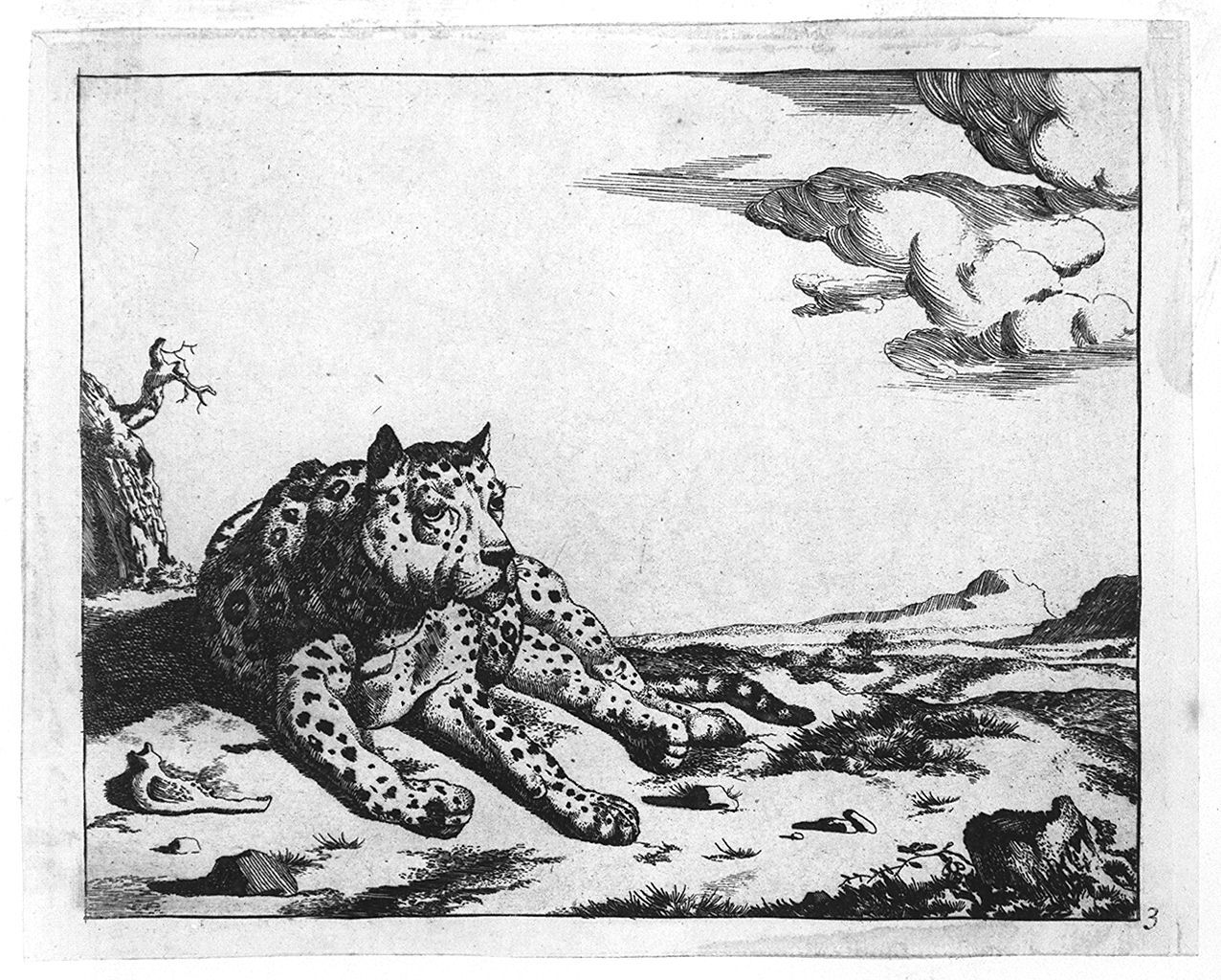 leopardo disteso (stampa tagliata, elemento d'insieme) di Bye Marcus de, Potter Paulus (sec. XVII)