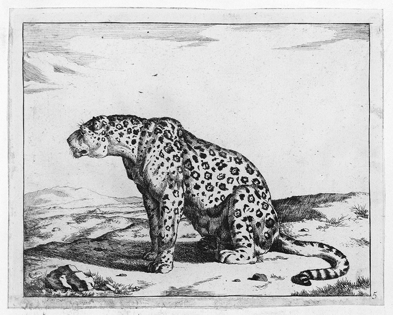 leopardo (stampa tagliata, elemento d'insieme) di Bye Marcus de, Potter Paulus (sec. XVII)