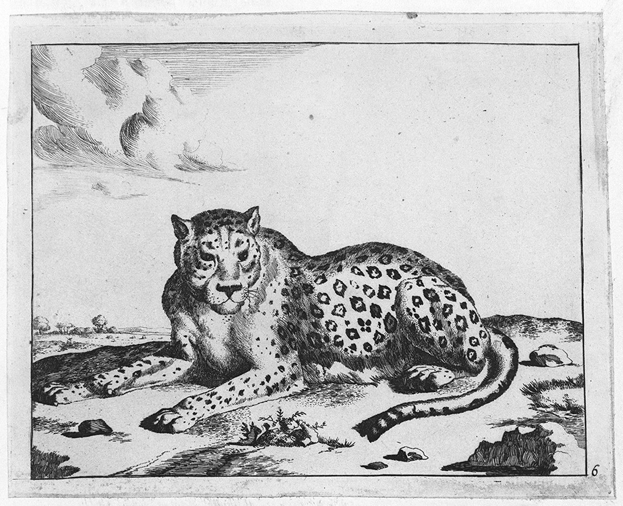 leopardo disteso (stampa tagliata, elemento d'insieme) di Bye Marcus de, Potter Paulus (sec. XVII)